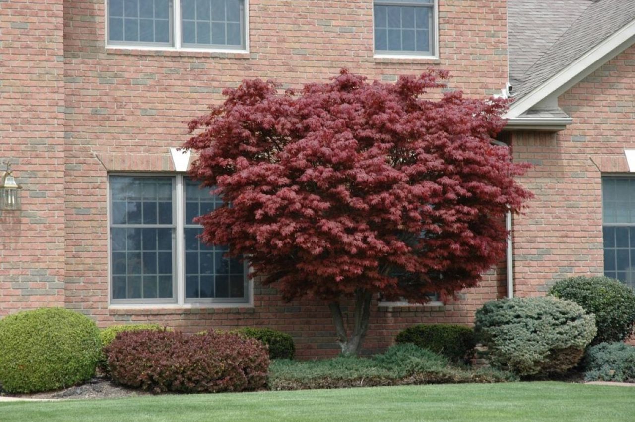A vibrant red Japanese maple tree stands proudly in front of a brick home, part of a Leafland for Home Gardeners landscape design. Lush green lawn and various shrubs frame the scene.